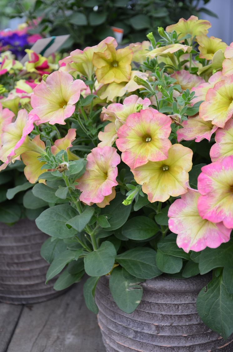 Petunia ´Antique Shades´ - är den sofistikerad?