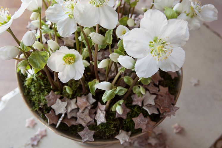 MG_jul_helleborus_023