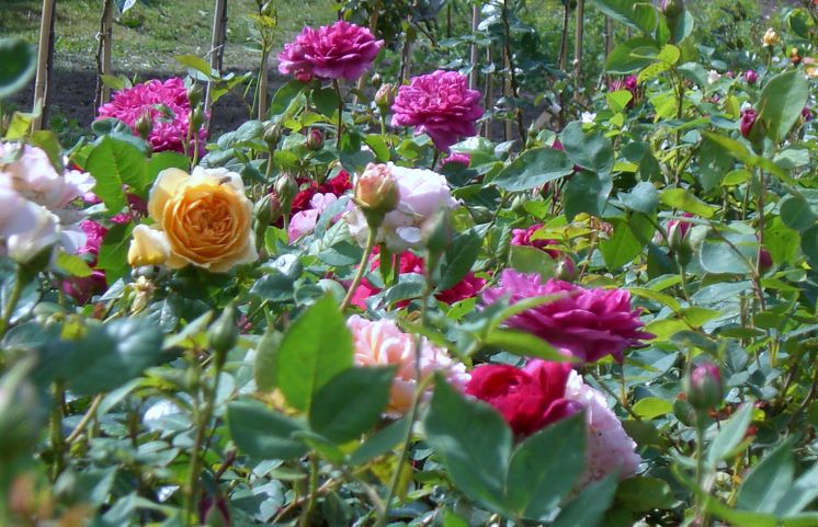 Rosen in der Bioland Rosenschule