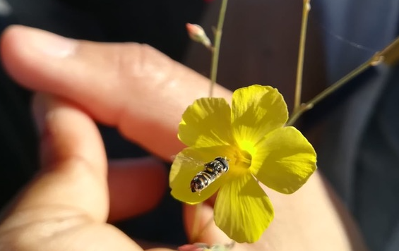 Ltenue_pollinator