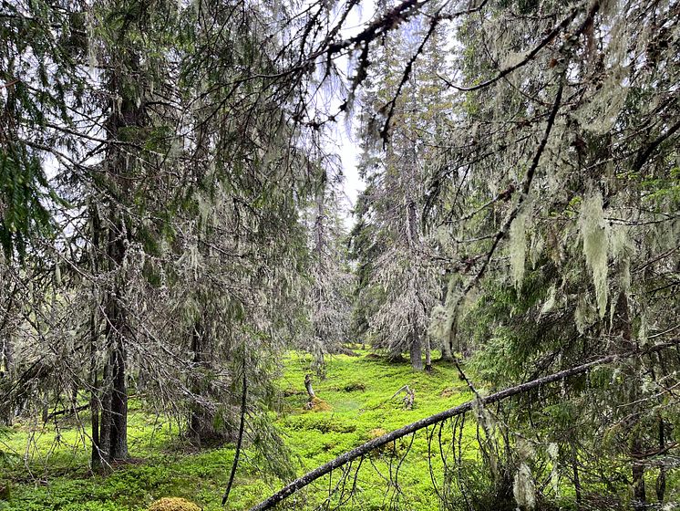 Gammal skog_foto Daniel Metcalfe_IMG_1148