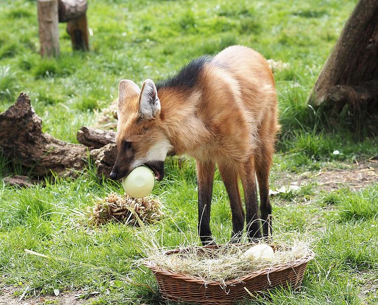  Zoo Leipzig - Tierisches Osterspektakel mit den Mähnenwölfen