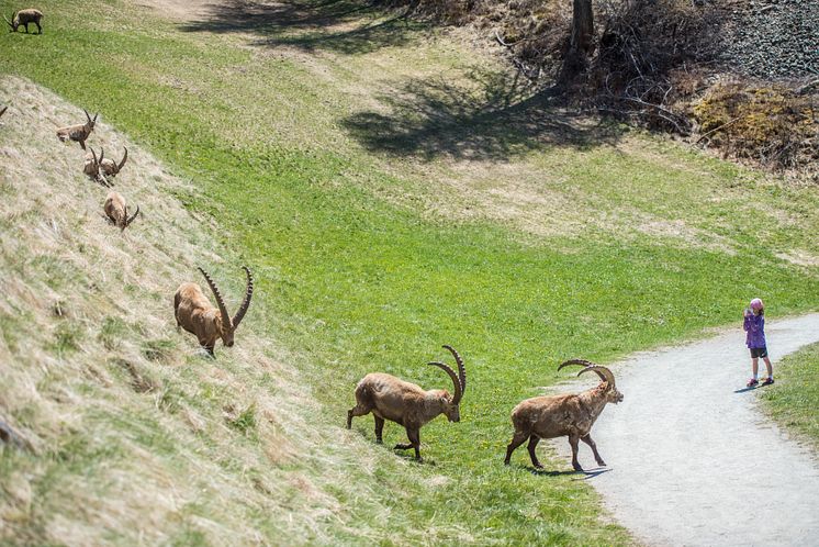 Steinbock-Beobachtung in Pontresina