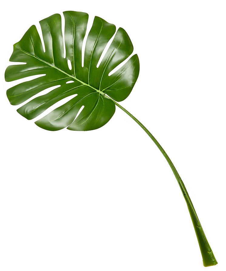 Monstera