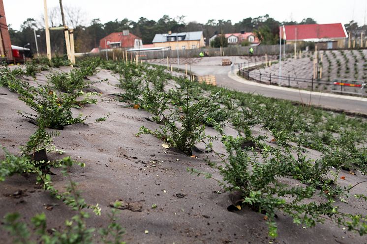 Plantering vid Furulund station - plantor