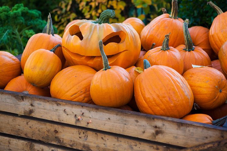 Liseberg halloween gresskar foto Stefan Karlberg 