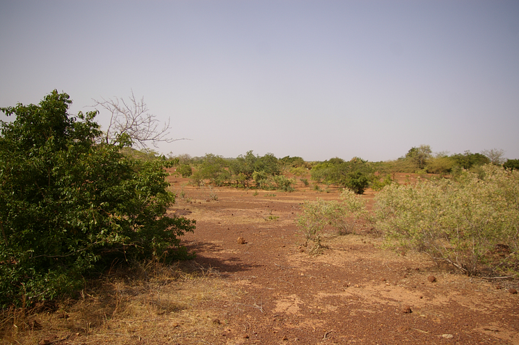Växtligheten återvänder efter den stora torkan i Sahel