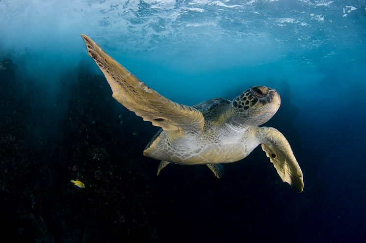 1.3.P.11. Pristine Seas National Geographic cr Enric Sala