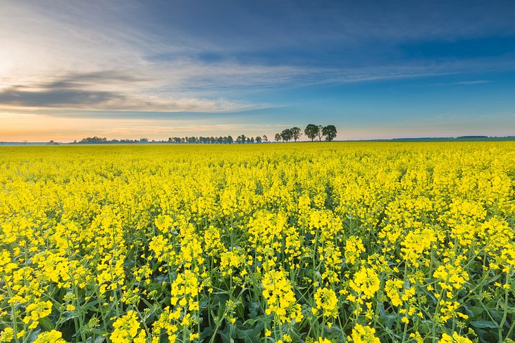 Blogg utflykter i Skåne