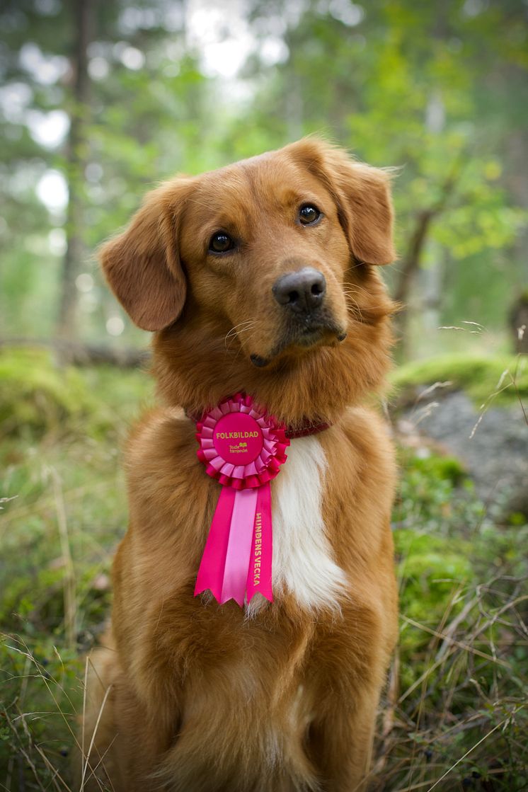 rosetthund.jpg