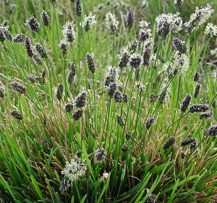 ÅRETS PERENN 2014 Sesleria heufleriana, Vårälväxing, Blomsterlandet