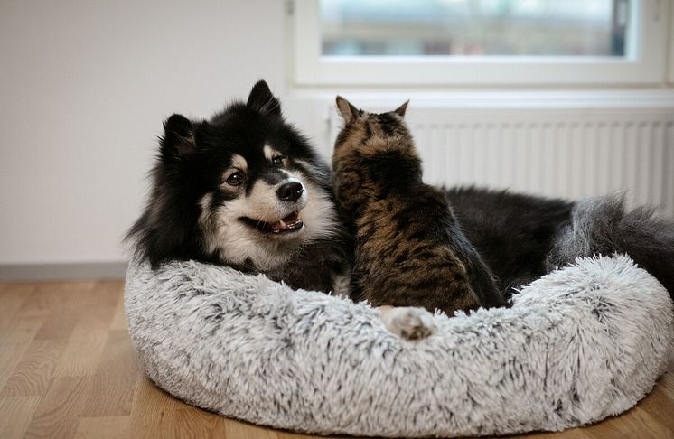 Katt_og_hund_Musti_Påske_1
