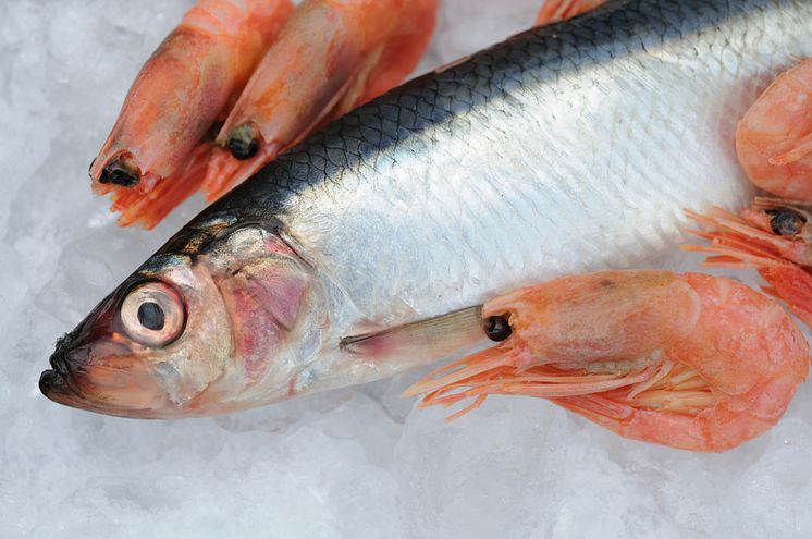 PFAS i fisk och skaldjur