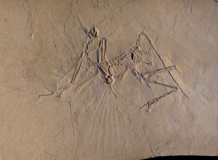 Archaeopteryx