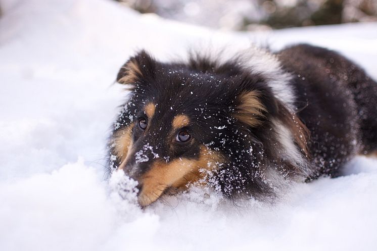 dog-walk-snow-6000001_1280