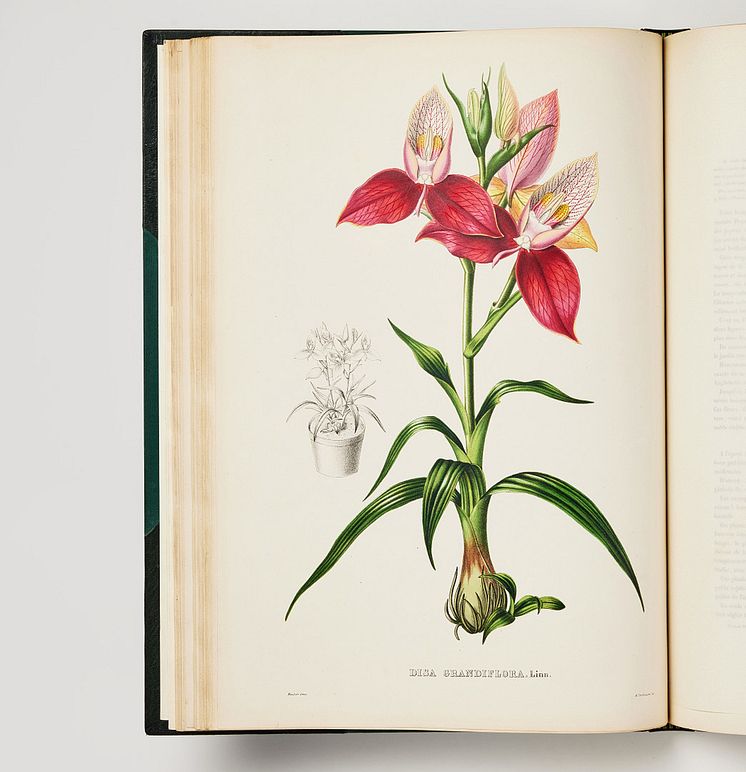 Pescatorea Iconographie des orchidées,J.J Linden