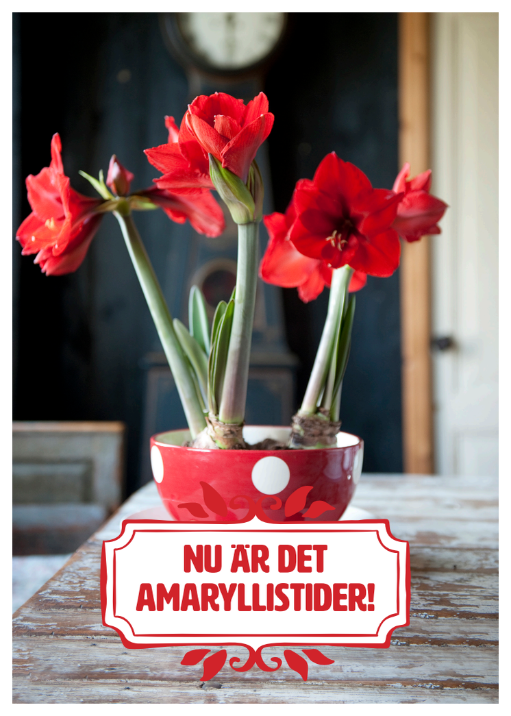 Butiksmaterial amaryllis