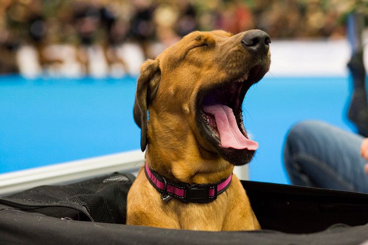 Var tredje hundägare beredd att anlita psykolog