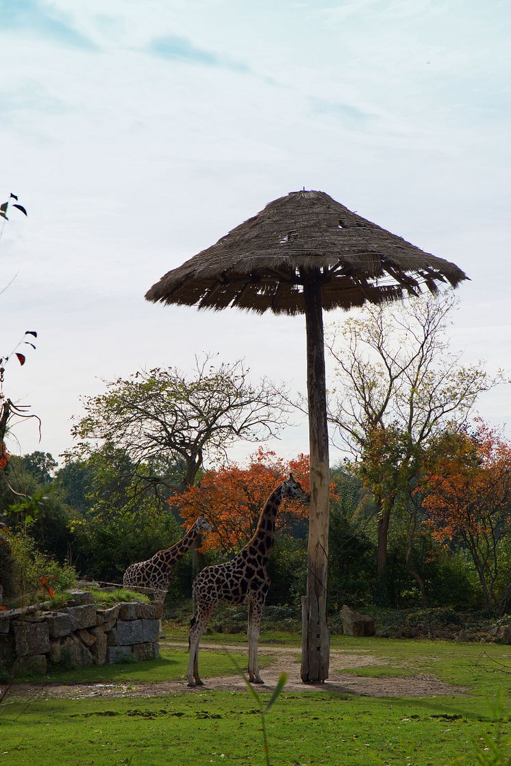 Savanne im Zoo Leipzig