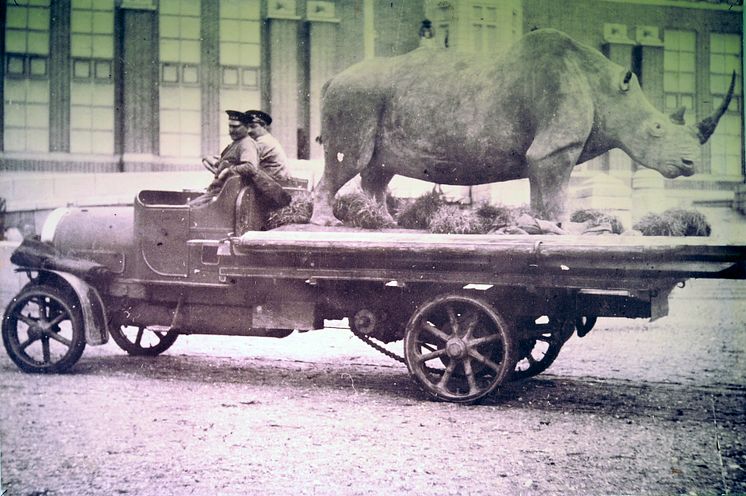 Naturhistoriska riksmuseet 100 år - Noshörning