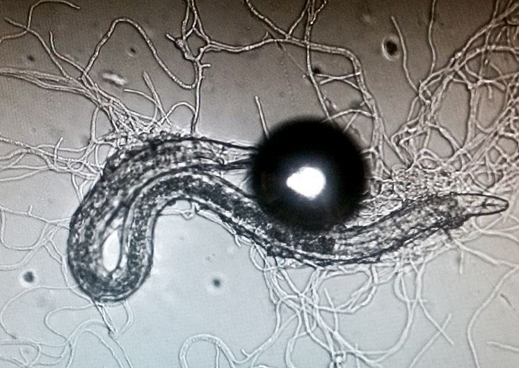 Parasitsvamp effektiv mot skadegörare i lantbruket