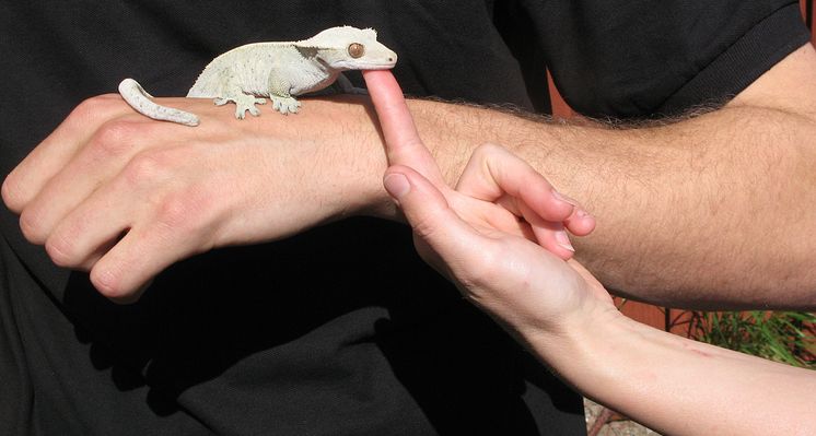 Ögonfransgecko