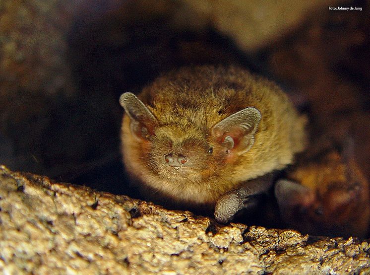 pipistrella pygmaeus_foto-Johnny de Jong