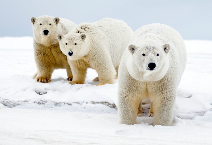 Arctic Arctic Home –kampanjalla kerätyn tuen avulla WWF voi tehostaa jääkarhujen suojelutyötä arktisella alueella.