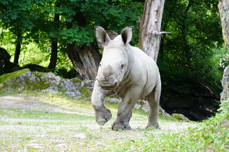 PLAYMOBIL und der Zoo Salzburg laden zur großen Zoo-Rallye ein
