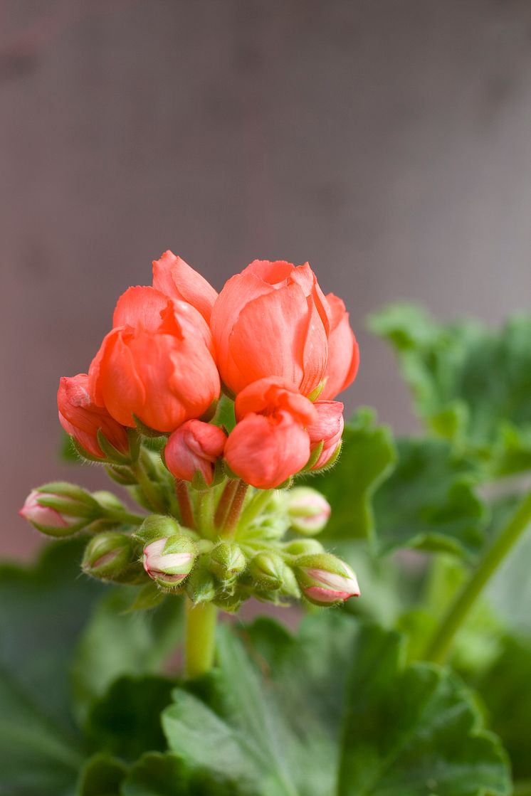 Tulpanpelargon 'Red Pandora'