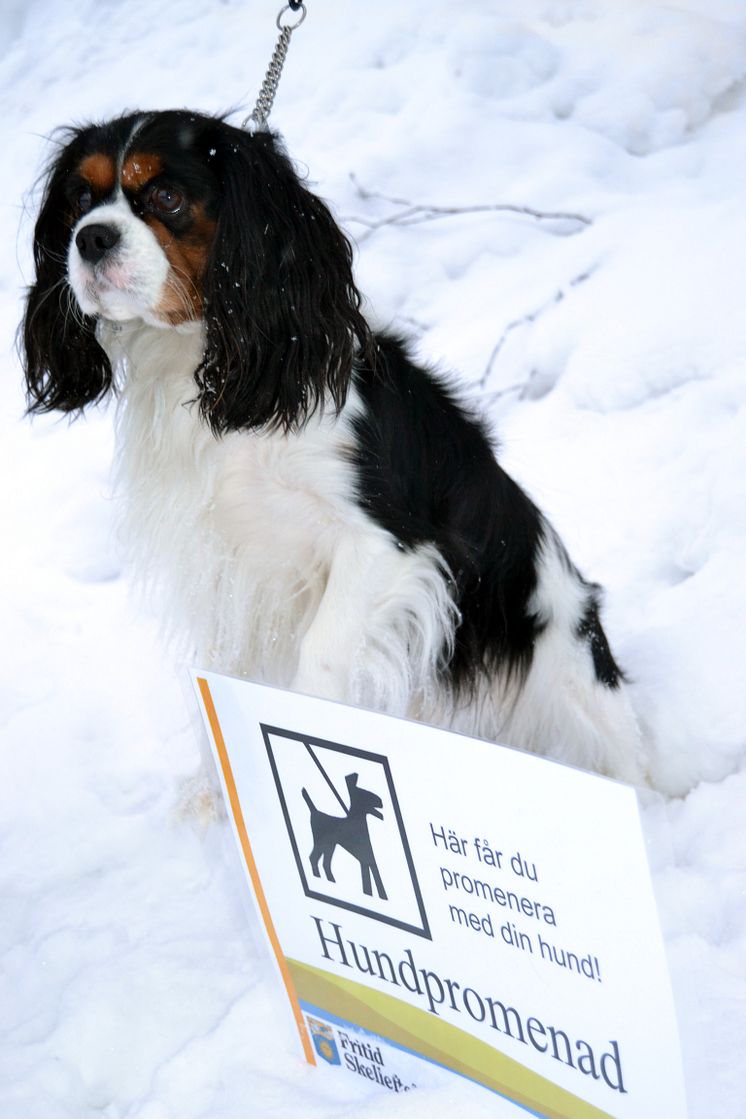 Skellefteås nya hundpromenad i elljus är klar