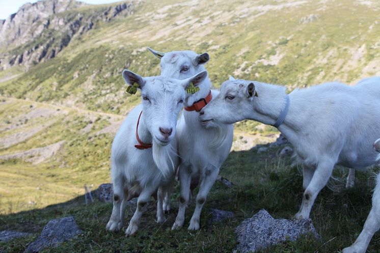 Norske hvite geiter