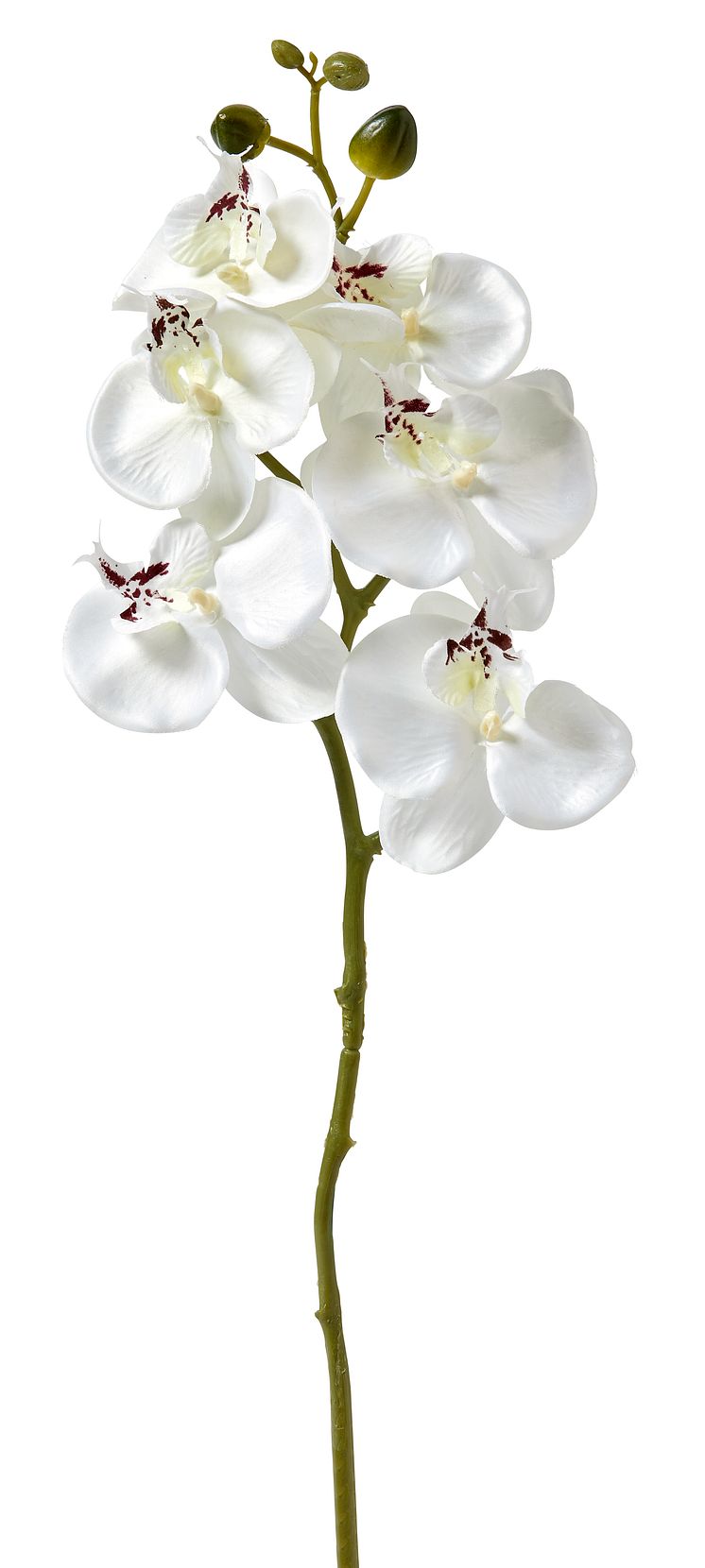 Orkidee