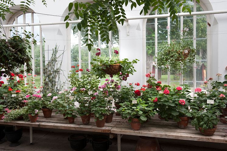 Pelargoner på Julita gård, foto: Peter Segemark, Nordiska museet