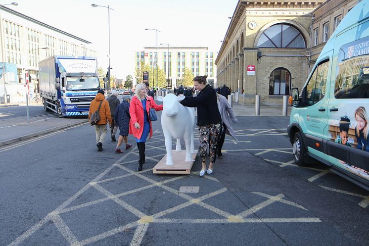 Cows about Cambridge