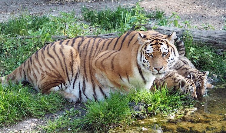 Tigermutter Bella mit ihren Jungtieren