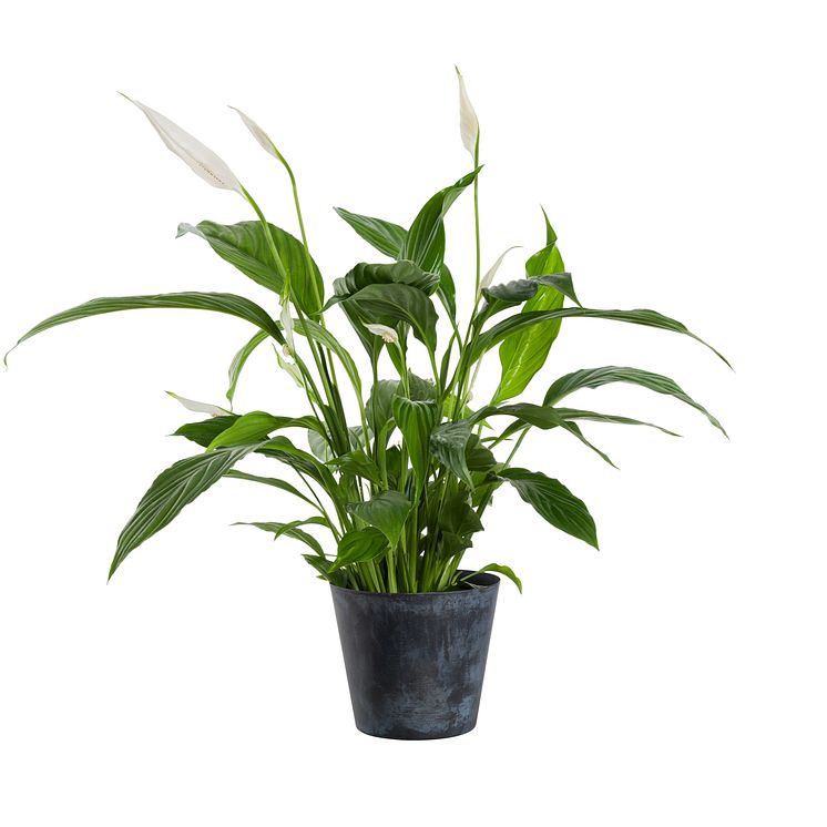 Spathiphyllum