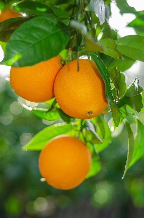 Fruit-in-the-tree.-Oranges-ripening-1094073302_483x730