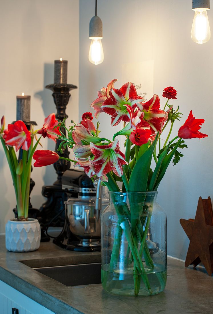 Lyxig jul med svenskodlade tulpaner och amaryllis