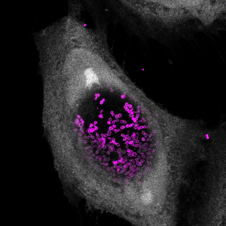 Klamydia infekterar cell