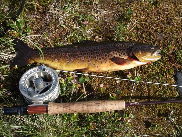 Lofsdalen fiskevatten