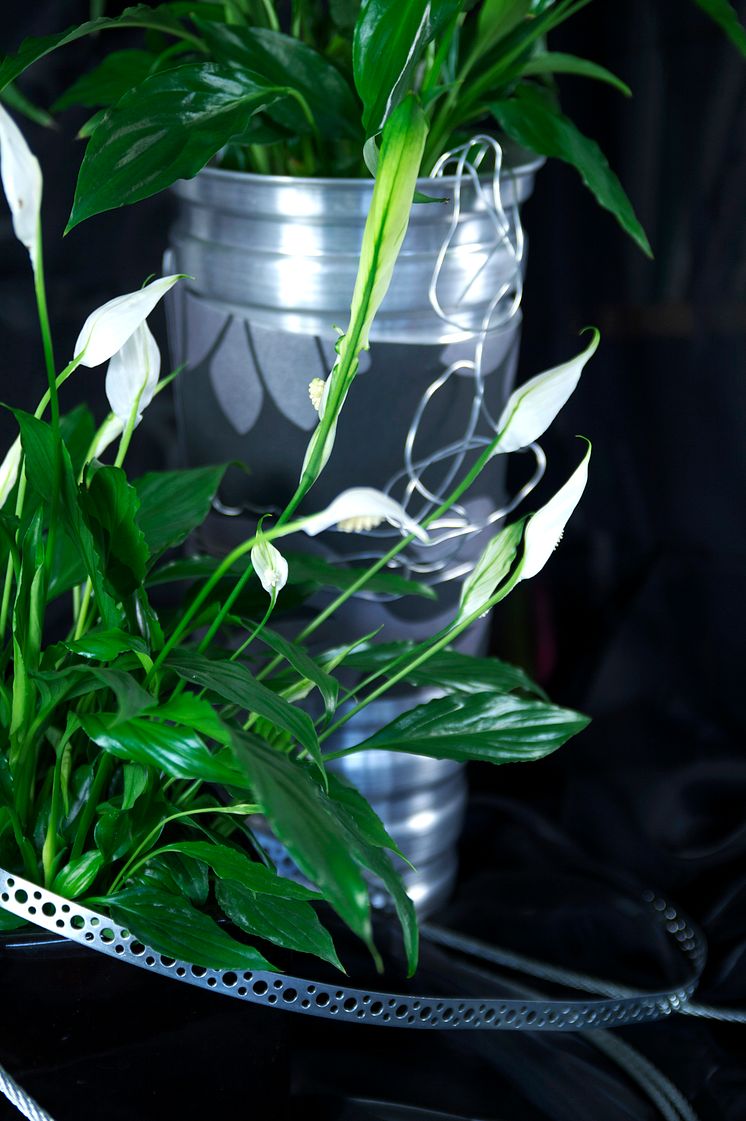 Fredskalla Spathiphyllum wallisii metallbandsdekor 