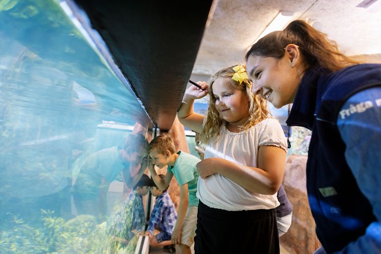 Barn ser när fiskarna äter i akvariet 2023