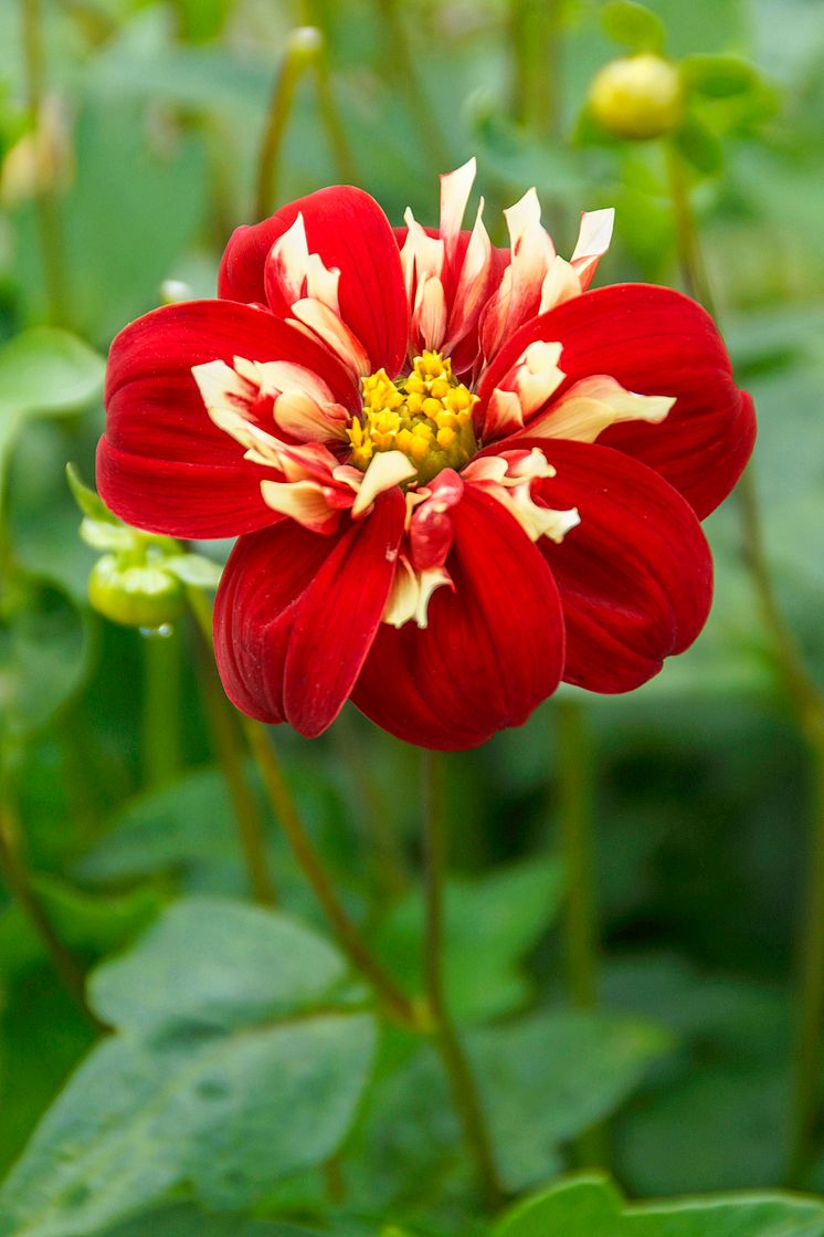 Dahlia 'Impression Festivo'.jpg