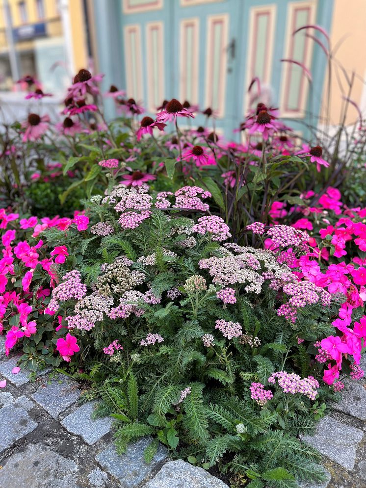 Rölleka Achillea Milly rock rose_2023