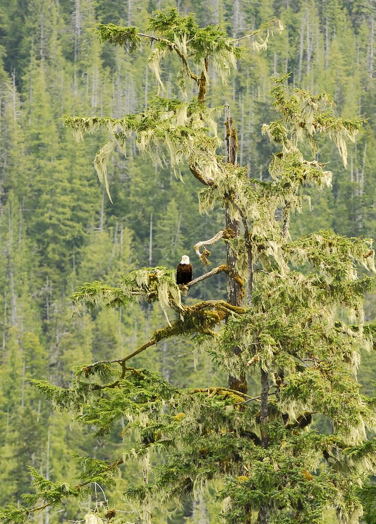Bald_Eagle_in_Tongass_Credit_Nick_Jans.jpg