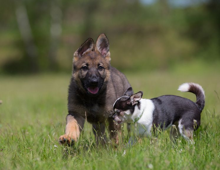 Schäfervalp med chihuahua