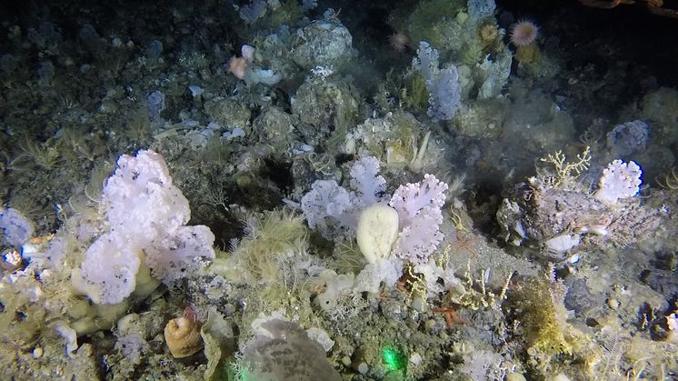 RS13141_Coral and sponge garden 550m, VME habitat in West Greenland, deep-sea benthic video sled image.jpg