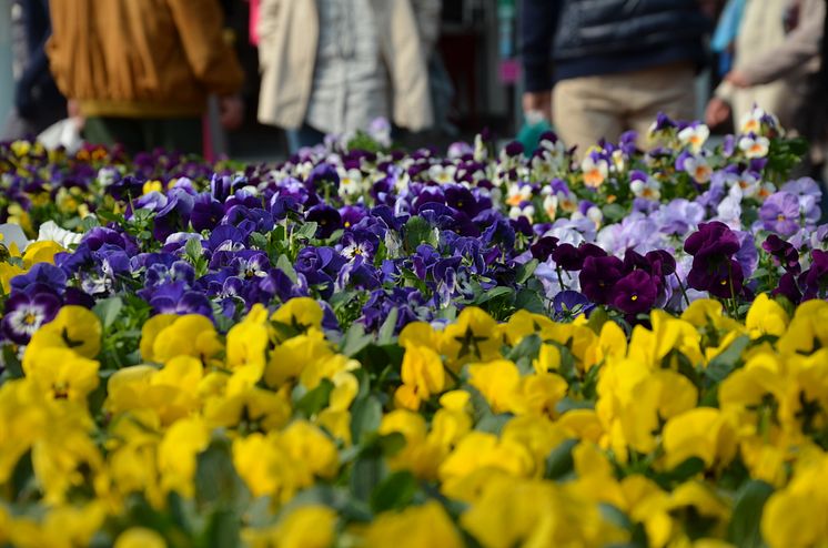 Ein buntes Blumenmeer erwartet die Gäste