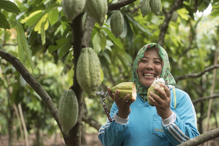 Sustainability Cocoa Life